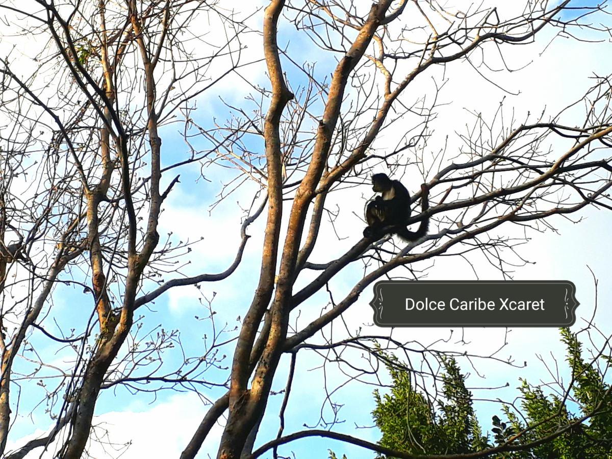 Dolce Caribe Xcaret Bed and breakfast Playa del Carmen